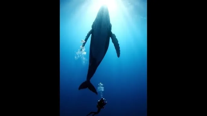智者无敌在线观看 - 深蓝星球：探索海洋深处的未知世界